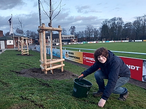 Ergänzung von Krokussen um die neu gepflanzten Bäume am Sport Campus Südlohn