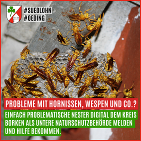 Entsprechende Nester dürfen nicht „ohne vernünftigen Grund“ beseitigt werden. Für den dafür notwendigen Antrag können Sie ebenfalls das digitale Antragsformular der Kreisverwaltung Borken nutzen.